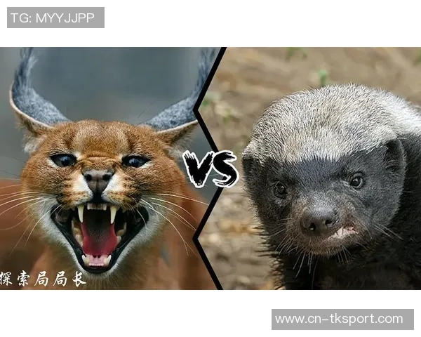 厄瓜多尔与墨西哥激战正酣谁将赢得这场精彩对决 厄瓜多尔与墨西哥激战正酣谁将赢得这场精彩对决